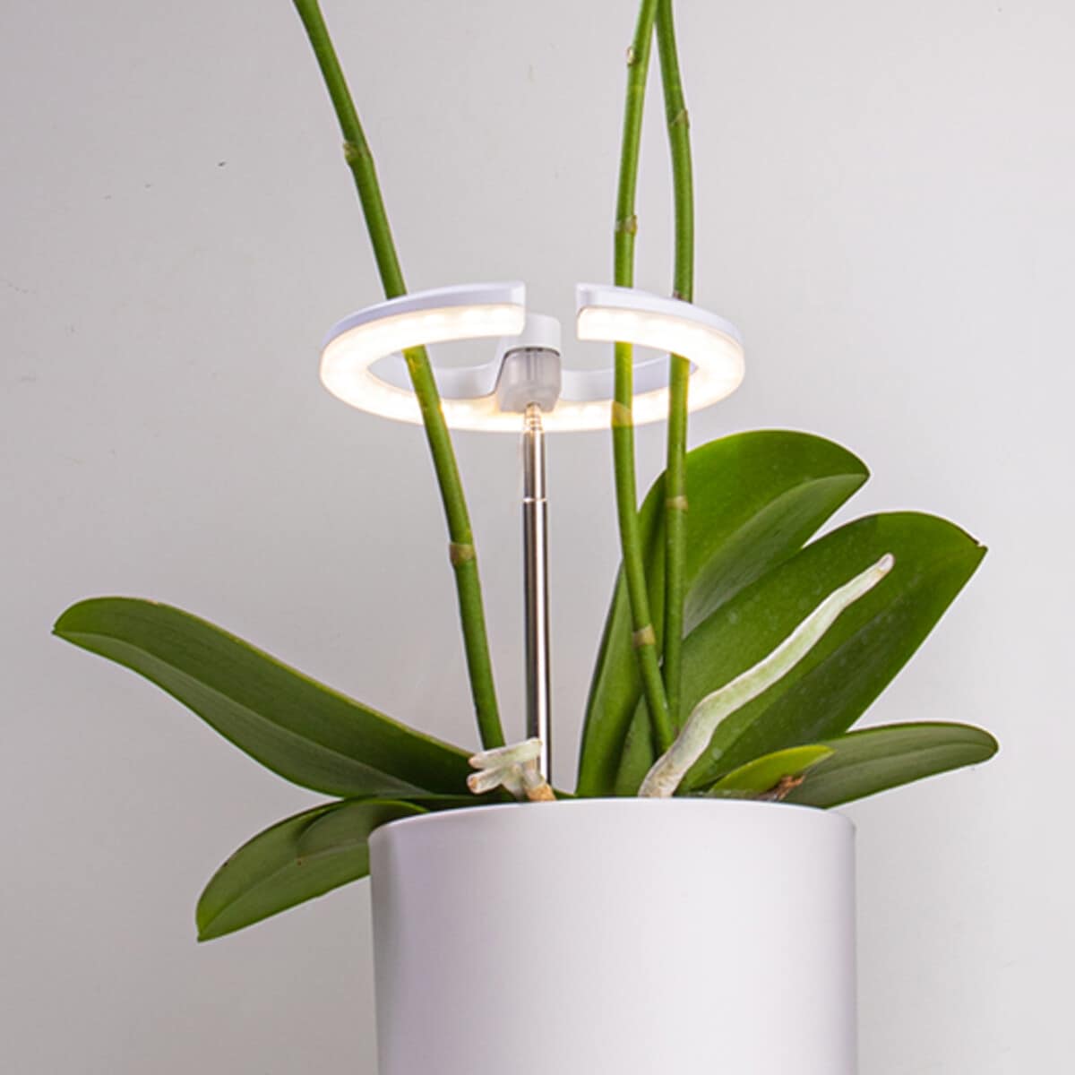 LED-vekstlys til potter, rundt med justerbar høyde, hvitt