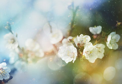 Överkänslig mot pollen?