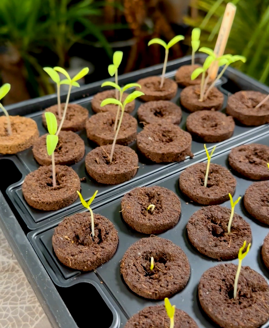 Till plantering & förodling