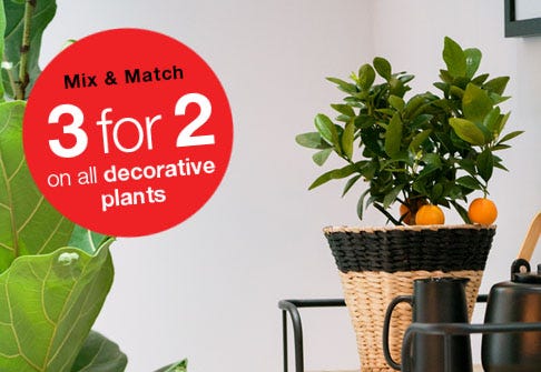 Decorative plants