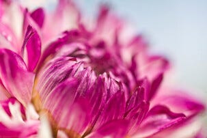 Bilder/prospektkort Blomster