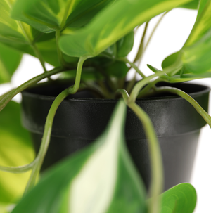 Gullranke, hengende kunstig plante