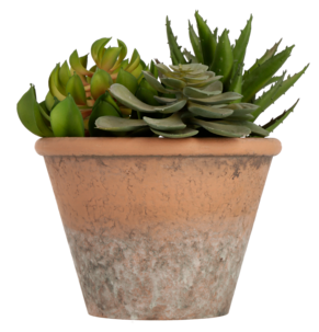 Suckulent mix, konstväxt