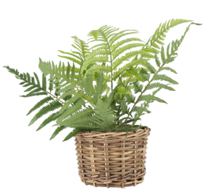 Blomkrukor av rotting