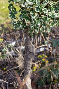 Weibulls fårullsmatta för växter, 0,8 x 5 meter
