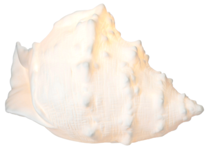 Pöytävalaisin Snäcka posliinia, Northlight