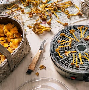 Svampkniv trä med fällbart knivblad och borste