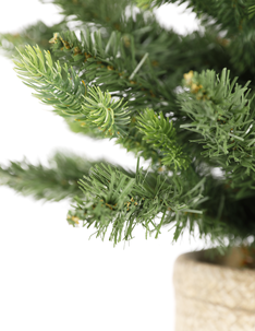 Pöytäkuusi betoniruukussa, 60 cm