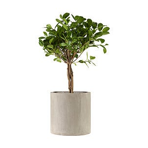 Blomkruka av betong 2-pack