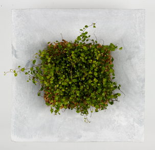 Fågelbad/planteringsfat