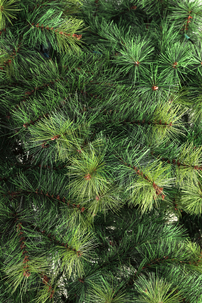 Glomfjord juletre 210 cm med lange barnåler