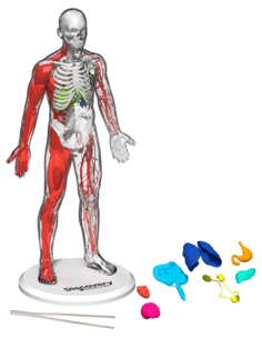 Discovery Mindblown 3D byggesett, menneskekroppen, fra 8 år.