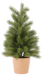 Bordsgran med lerkruka