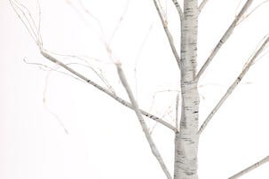 Valopuu ulos / sisälle, Northlight