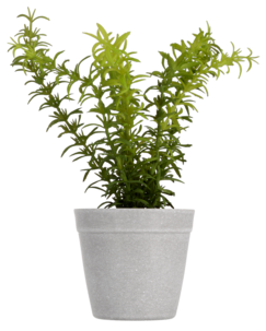 Kryddväxt konstväxt, 24 cm