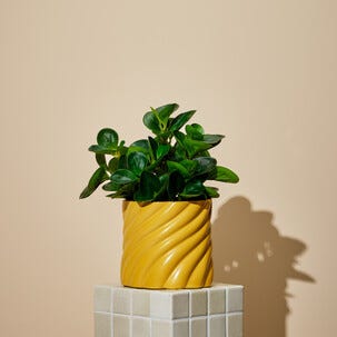 Tekokasvi ruukussa, amerikanmuori 35 cm