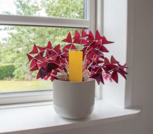 SafeTrap plantelimfelle mot insekter, 6-pakning