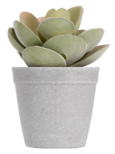 Lotus konstväxt, 15 cm