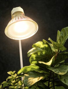 Växtlampa GU10 LED inomhus, 6 W