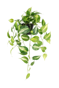 Gullranke, hengende kunstig plante