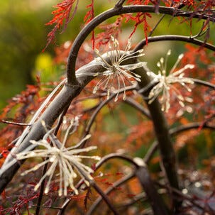 Aurinkokennovaloketju cluster, 3 LED-valoryhmää, 3 m