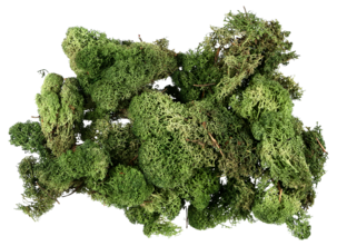 Mossa till dekoration, 100 gram