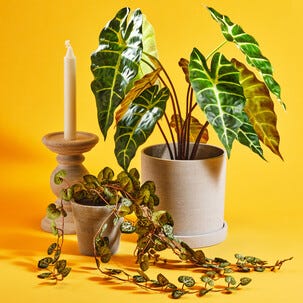 Blomsterpotte innendørs grå