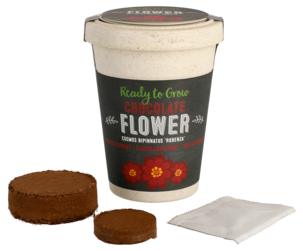 Sjokoladeblomst, frø i krukke