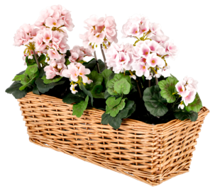 Blomlåda pilträ med krokar