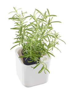 Orthex Eden urtepotter på bambusunderlag