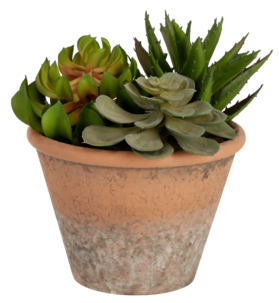 Suckulent mix, konstväxt