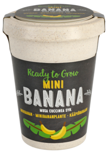 Frö i kruka, Minibanan