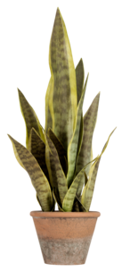 Kunstig plante, Svigemors tunge, 60 cm