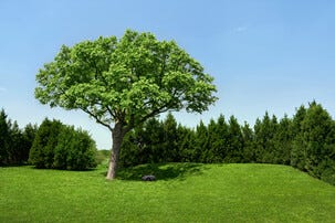 MOVA ViAX AI robotgräsklippare utan slinga, 300 m2