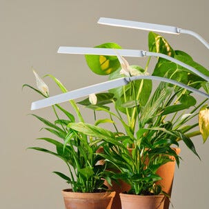 Kasvivalo LED 3 vartta ja nipistin