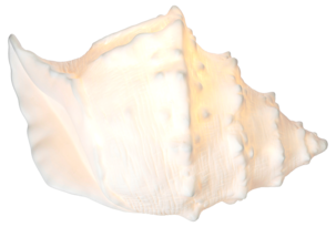 Pöytävalaisin Snäcka posliinia, Northlight