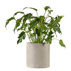 Blomkruka av betong 2-pack