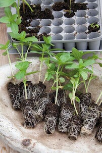 Minidrivhus pluggbox med lock