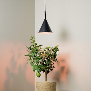 Northlight Cone lampe og vekstlys til vindu, svart