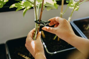 Nelson Garden Köynnöspidike 10 kpl