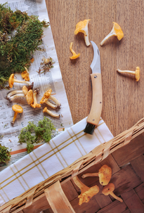 Sieniveitsi, jossa harja, taitettava puuvarsi