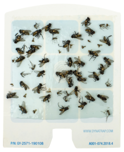 DynaTrap limark till flugfångare, 6-pack