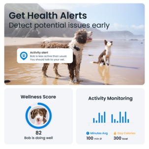 Tractive Dog 6 GPS-tracker for hund