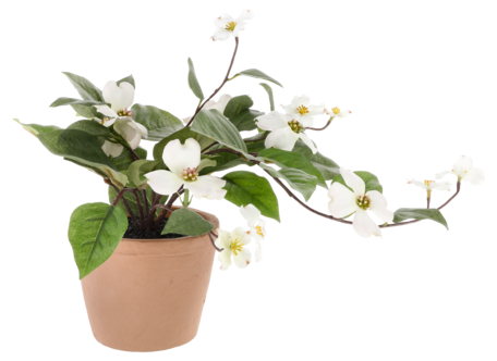 Plastblomma i kruka, sommarväxt med vita blommor