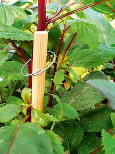 Weibulls plantringar metall, 75-pack