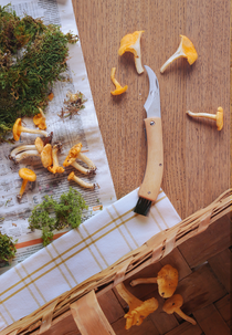 Sieniveitsi, jossa harja, taitettava puuvarsi