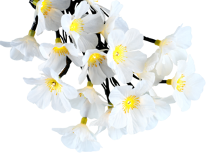 Ljusslinga med solcell