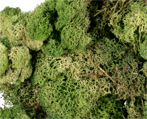 Mossa till dekoration, 100 gram