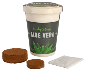 Frö i kruka aloe vera