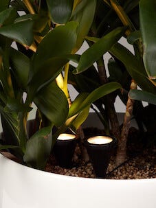 Blombelysning med LED-lampor